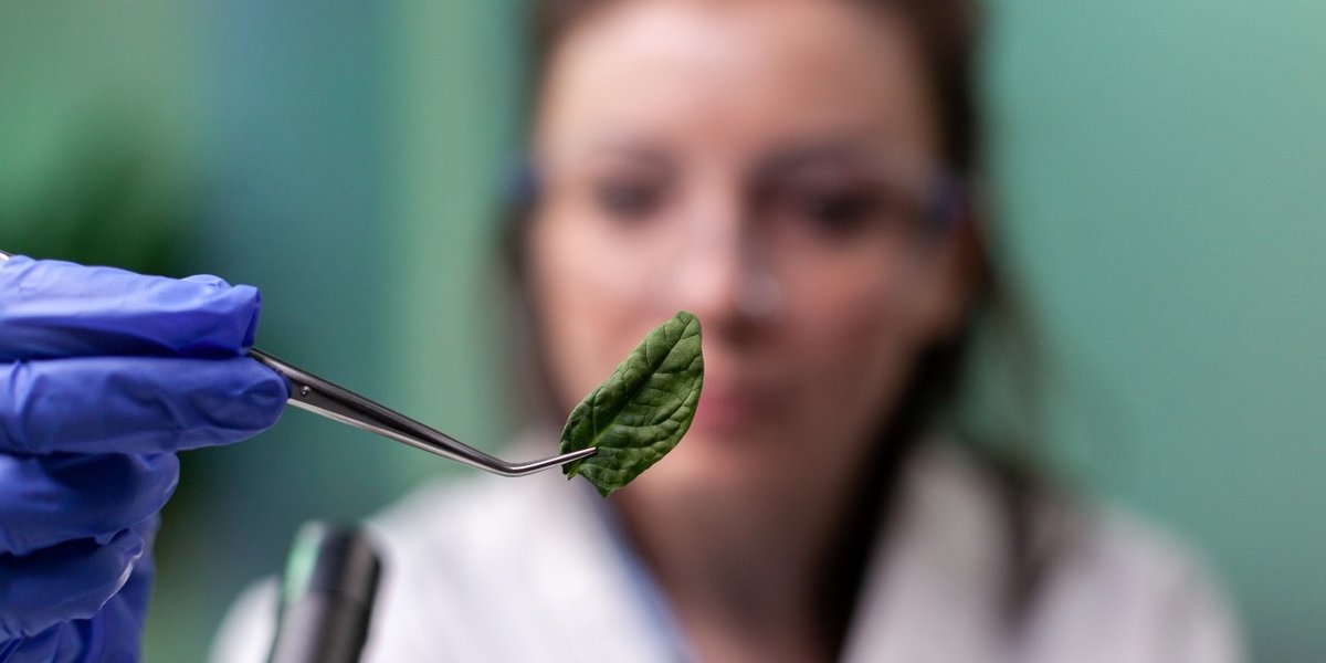 wp-640555283f63d8d2-biochemist-scientist-woman-holding-leaf-sample-analyzing-genetically-modified-or