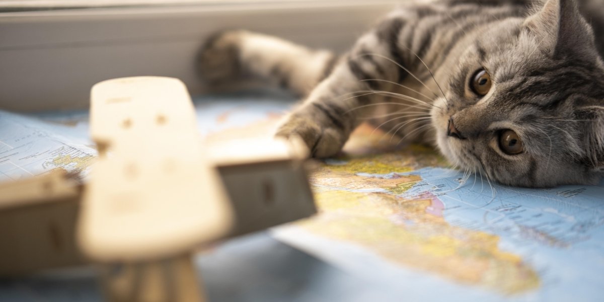 wp-6efe7cc88d455110-blurred-toy-cat-resting-map