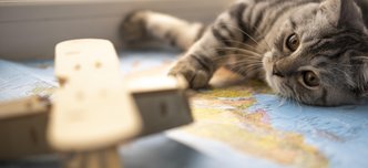 wp-6efe7cc88d455110-blurred-toy-cat-resting-map