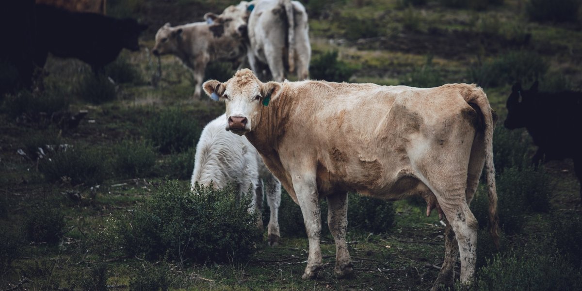 wp-b42f78f07ad715e0-white-brown-cow-green-grass-field-daytime
