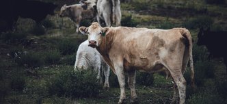 wp-b42f78f07ad715e0-white-brown-cow-green-grass-field-daytime