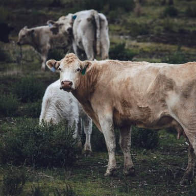 wp-b42f78f07ad715e0-white-brown-cow-green-grass-field-daytime
