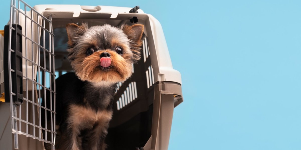 wp-d4910ab0da801882-beautiful-pet-portrait-small-dog-with-cage