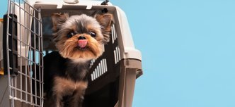 wp-d4910ab0da801882-beautiful-pet-portrait-small-dog-with-cage